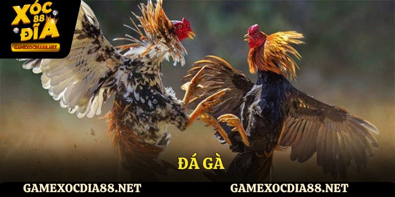 Đá gà
